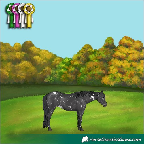 Horse Color:White Spotted Black Appaloosa 