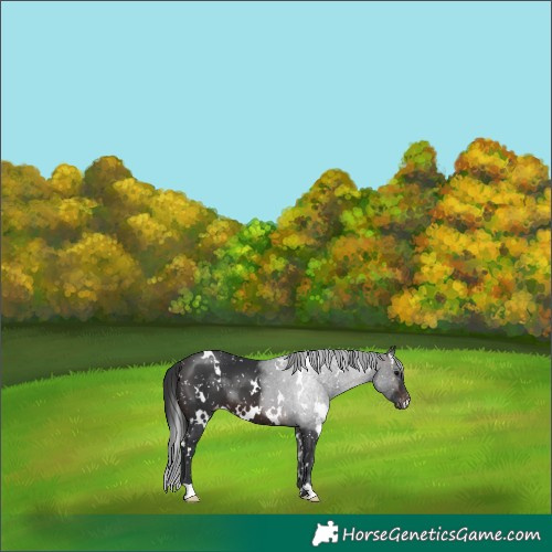 Horse Color:White Spotted Brown Appaloosa