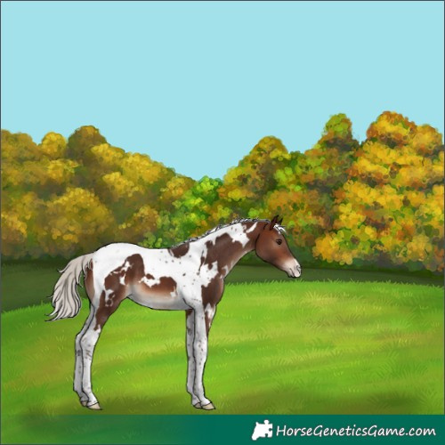 Horse Color:White Spotted Silver Brown Tobiano