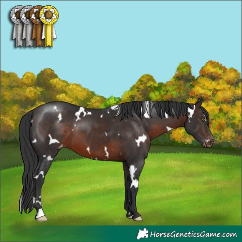Horse Color:White Spotted Brown Appaloosa 