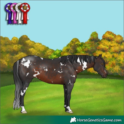 Horse Color:White Spotted Brown 