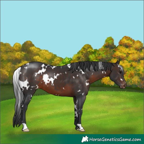 Horse Color:White Spotted Brown Appaloosa 