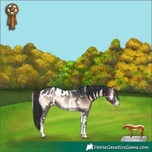 Horse Color:White Spotted Brown Onyx Sabino Appaloosa 