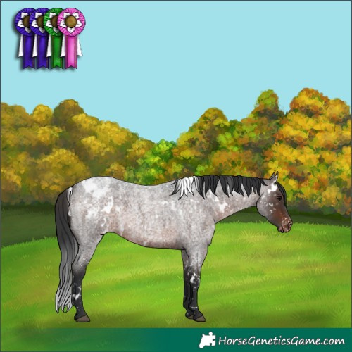 Horse Color:White Spotted Brown Roan Appaloosa 