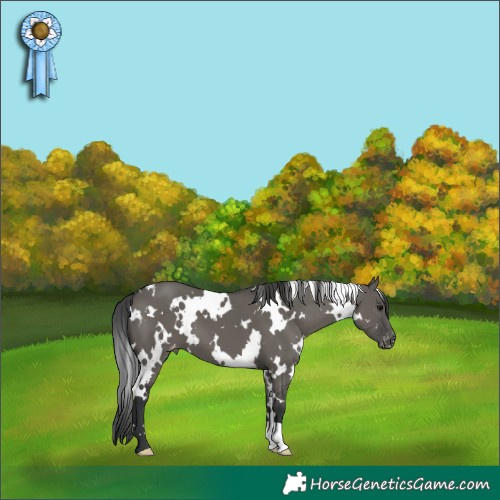 Horse Color:White Spotted Grullo Appaloosa