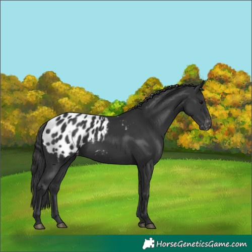 Horse Color:Black Appaloosa