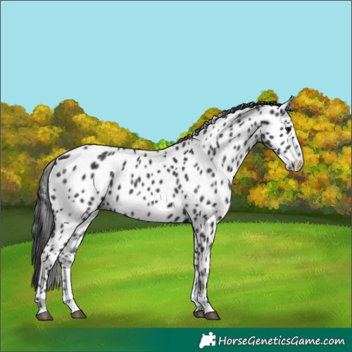 Horse Color:Black Appaloosa 