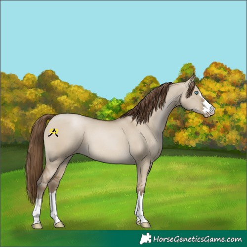 Horse Color:Gray Smoky Grullo Pearl 