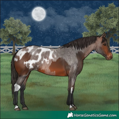 Horse Color:Bay Tobiano  and Brown Roan Blanket 