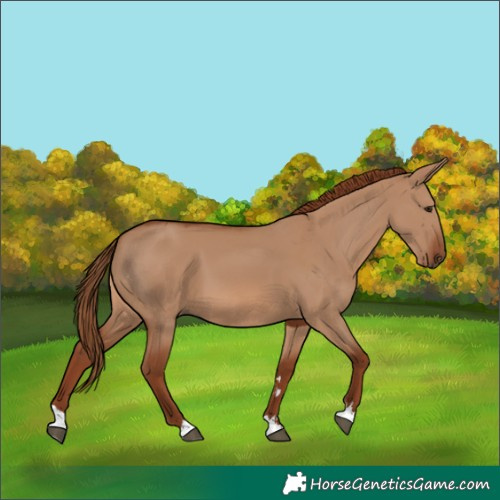 Horse Color:Red Dun 