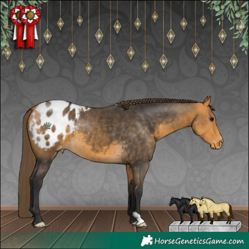 Horse Color:Buckskin Blanket