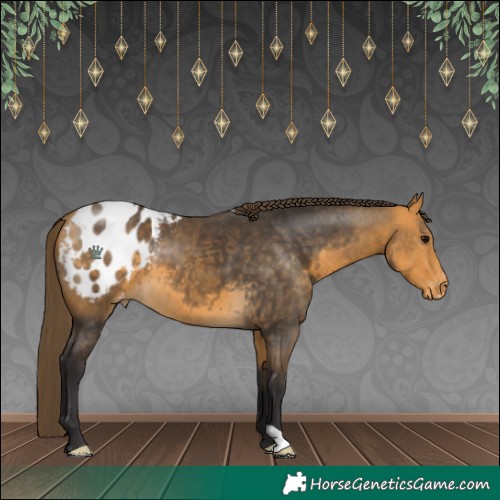 Horse Color:Buckskin Appaloosa