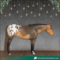 Horse Color:Buckskin Appaloosa