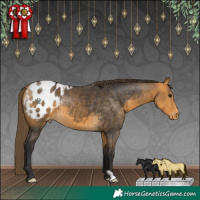 Horse Color:Buckskin Blanket 
