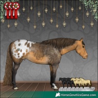 Horse Color:Buckskin Blanket