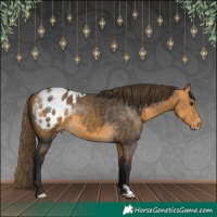Horse Color:Buckskin Blanket 