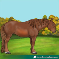 Horse Color:Chestnut 