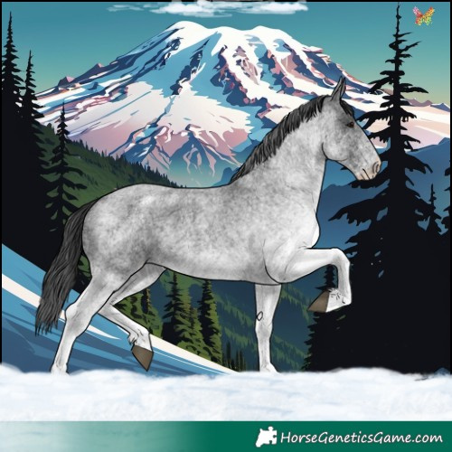 Horse Color:White Spotted Blue Roan 