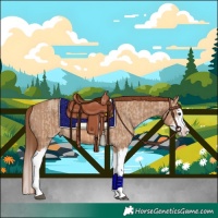Horse Color:Red Dun Splash and Red Dun Splash