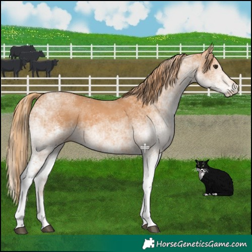 Horse Color:White Spotted Chestnut 