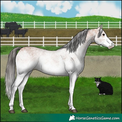 Horse Color:White Spotted Bay 