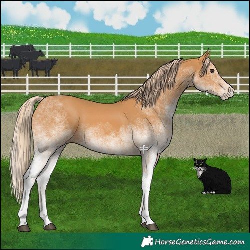 Horse Color:White Spotted Chestnut 