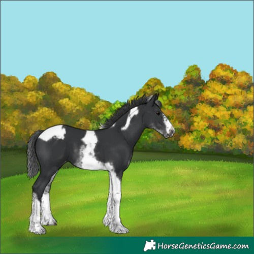 Horse Color:White Spotted Black Splash Tobiano Frame Appaloosa 