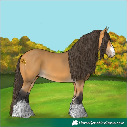 Horse Color:Buckskin 