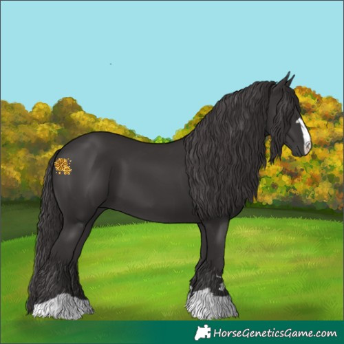 Horse Color:Smoky Black 