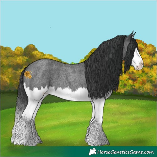 Horse Color:Blue Roan Splash