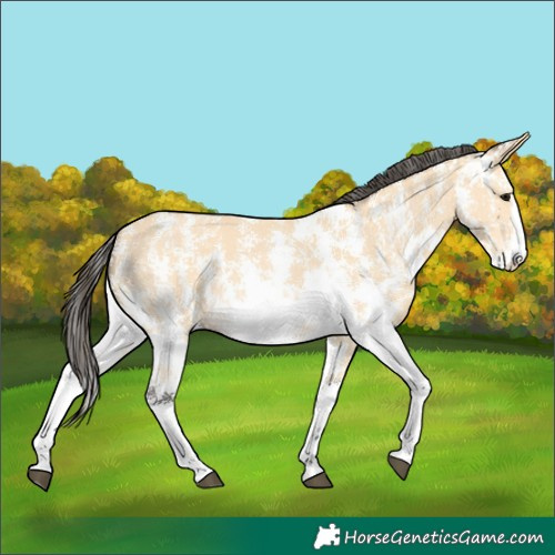 Horse Color:Buckskin Sabino 