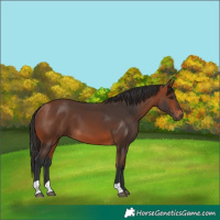 Horse Color:Bay 