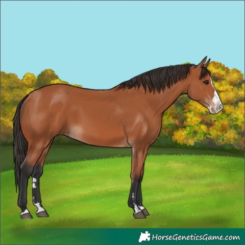 Horse Color:Bay Splash