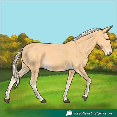 Horse Color:Palomino 