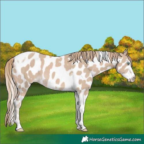 Horse Color:Smoky Creme Tobiano Frame Appaloosa