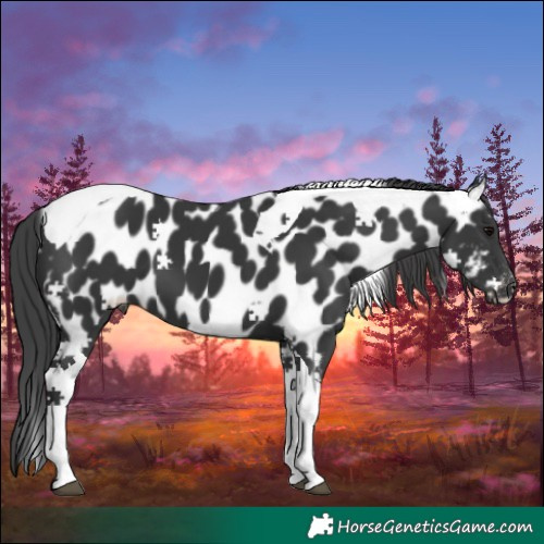 Horse Color:Black Tobiano Near Leopard
