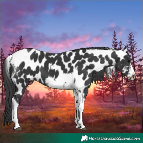 Horse Color:Black Tobiano Frame Appaloosa 