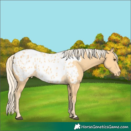 Horse Color:Palomino Appaloosa 