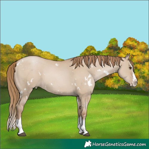 Horse Color:White Spotted Grullo Pearl Splash 