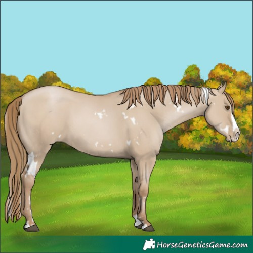 Horse Color:White Spotted Grullo Pearl Splash