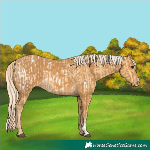 Horse Color:Palomino Appaloosa  and Palomino Appaloosa 