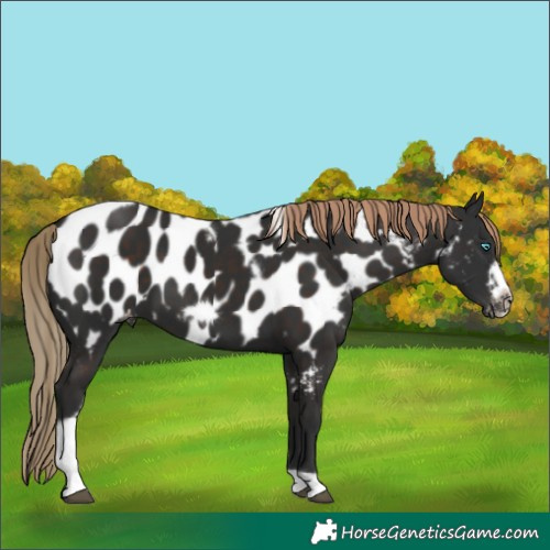 Horse Color:Liver Chestnut Tobiano Frame Appaloosa 