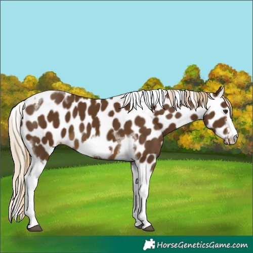 Horse Color:Chocolate Palomino Tobiano Frame Appaloosa 