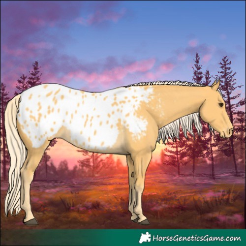 Horse Color:Palomino Appaloosa 