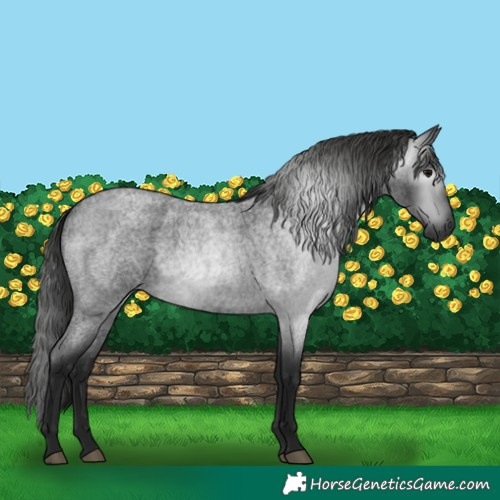Horse Color:Gray Blue Roan