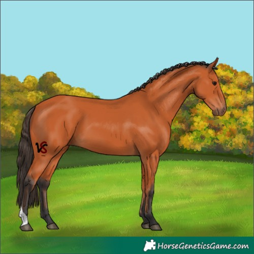 Horse Color:Unknown 