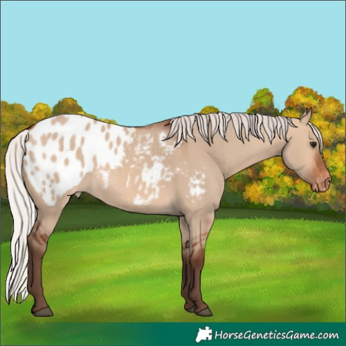 Horse Color:Unknown 