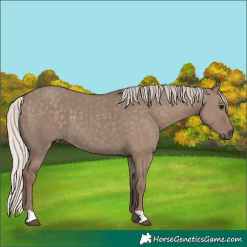 Horse Color:Unknown 