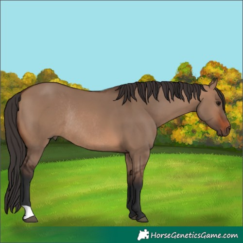 Horse Color:Unknown 