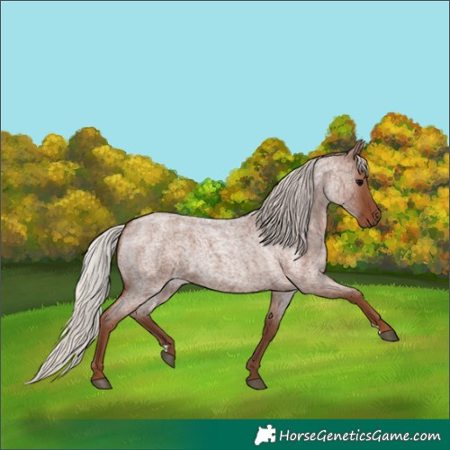 Horse Color:Silver Blue Roan 